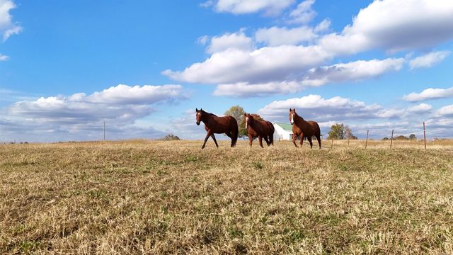 1768 Cutoff Road Road, Clinton, AR 72031