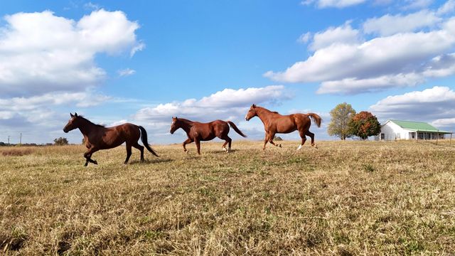 1768 Cutoff Road Road, Clinton, AR 72031