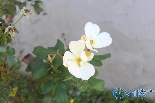 1209 Godfrey Avenue NE, Fort Payne, AL 35967