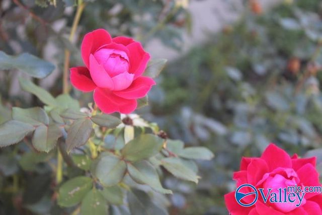 1209 Godfrey Avenue NE, Fort Payne, AL 35967