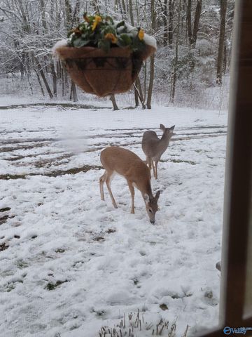 16564 County Road 89, Mentone, AL 35984