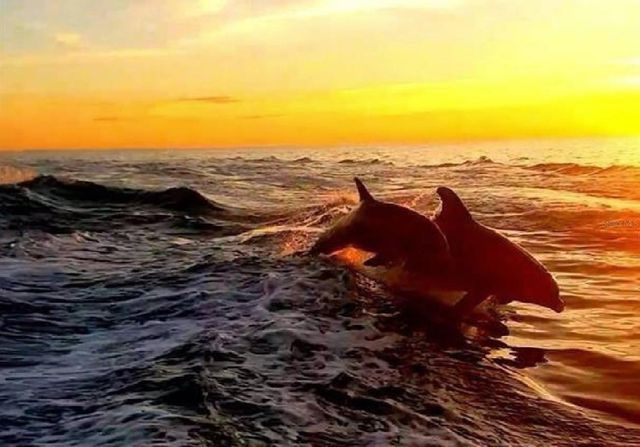 7 ISLAND PARK PLACE 204, Dunedin, FL 34698