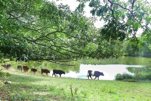 233 Rice Rd, Wayland, MA 01778