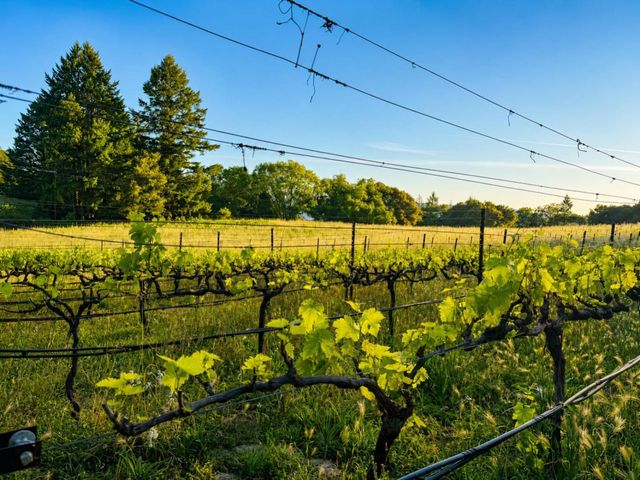 18516 Skyline Boulevard, Los Gatos, CA 95033