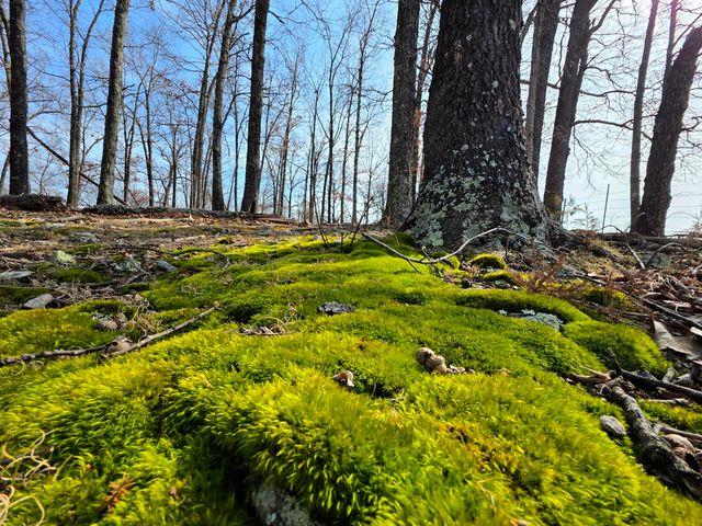 000 Rr 1 Box 6548, Ava, MO 65608