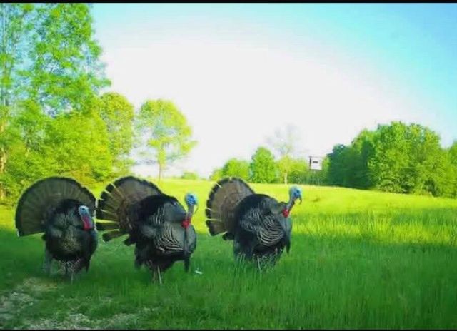 000 Rr 1 Box 6548, Ava, MO 65608