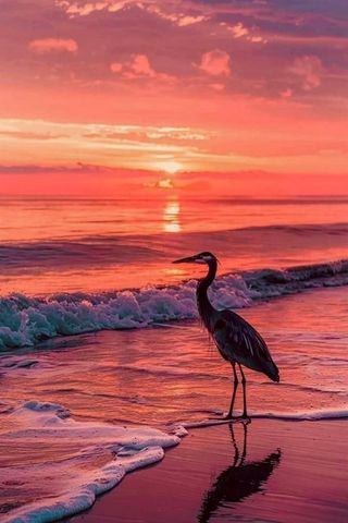 5876 BISCOTTI STREET, Nokomis, FL 34275