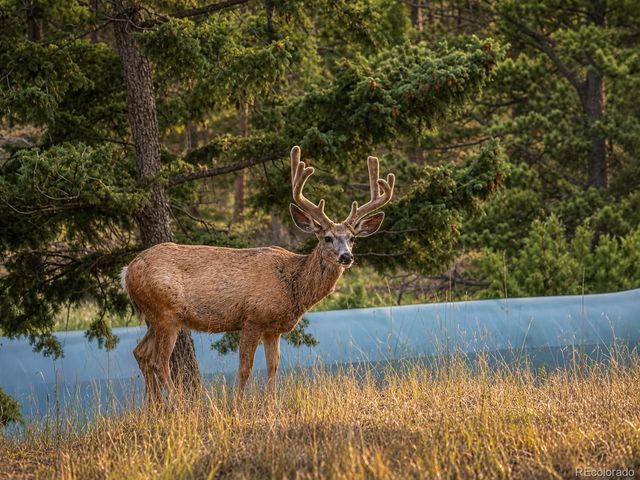 13082 S Wamblee Valley Road, Conifer, CO 80433