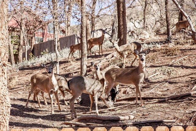 5 Tanglewood Lane, Ransom Canyon, TX 79366