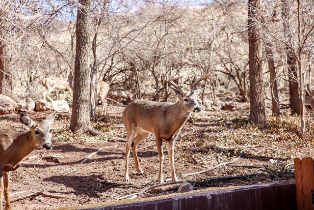 5 Tanglewood Lane, Ransom Canyon, TX 79366