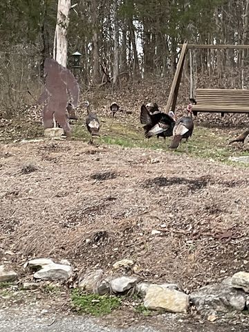 225 Kelso Smithland Rd, Kelso, TN 37348