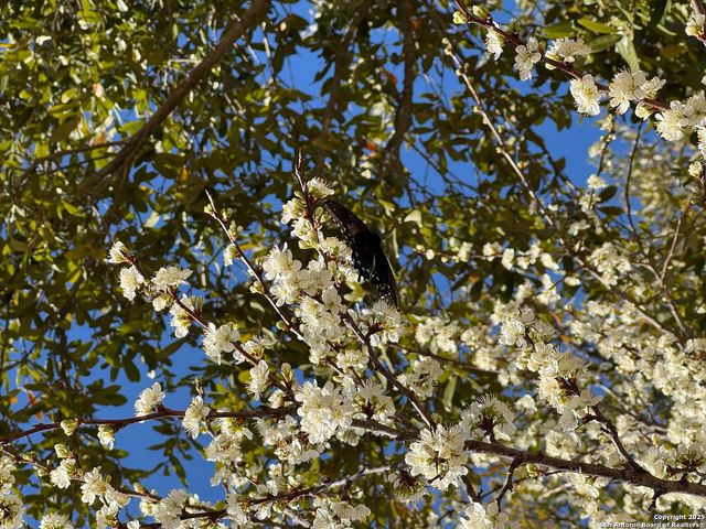 8639 Cantua Creek, Helotes, TX 78023