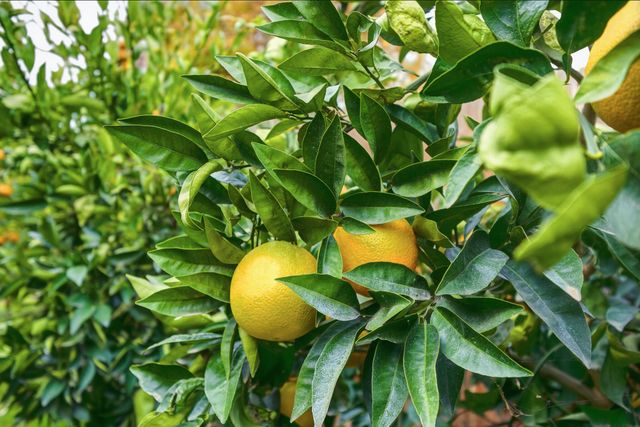 1705 S Bradley Street, Visalia, CA 93292