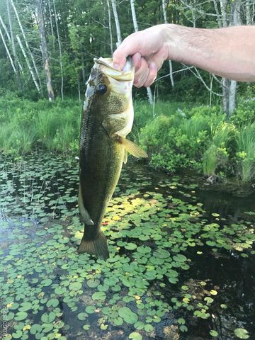 1475 Aarons Road, Lewiston, MI 49756