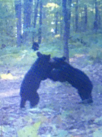 1475 Aarons Road, Lewiston, MI 49756