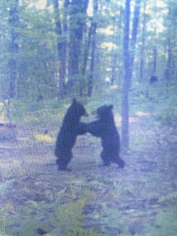 1475 Aarons Road, Lewiston, MI 49756