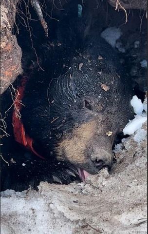 1475 Aarons Road, Lewiston, MI 49756