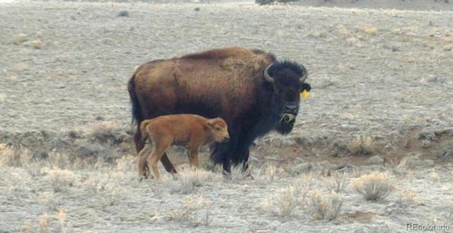 79 Quail Court, Hartsel, CO 80449