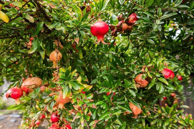 1109 Ulrich Ave, Modesto, CA 95350