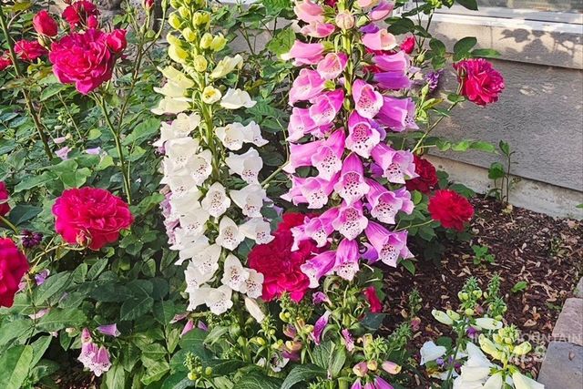 15381 Silver Oak Way, Caldwell, ID 83607