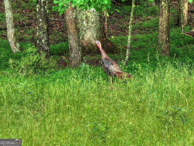 20.11 AC Mountain View Road, Mccaysville, GA 30555