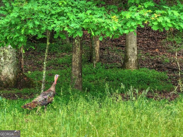 20.11 AC Mountain View Road, Mccaysville, GA 30555