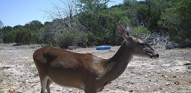 2197 Sd 45340, Rocksprings, TX 78880