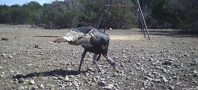 2197 Sd 45340, Rocksprings, TX 78880