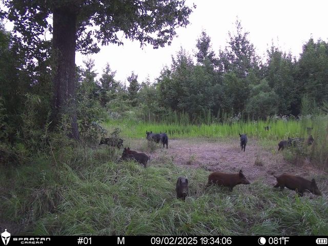 2792 Forest Hopson Road, Zavalla, TX 75980