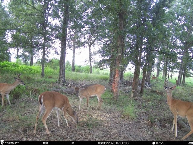 2792 Forest Hopson Road, Zavalla, TX 75980