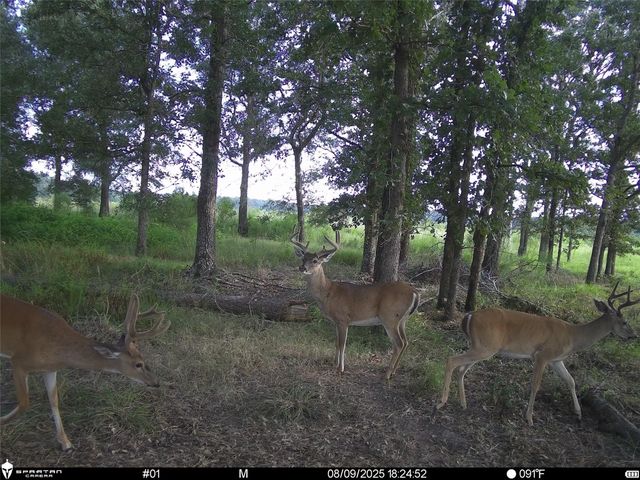 2792 Forest Hopson Road, Zavalla, TX 75980