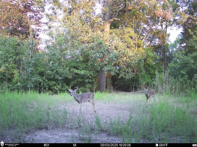 2792 Forest Hopson Road, Zavalla, TX 75980