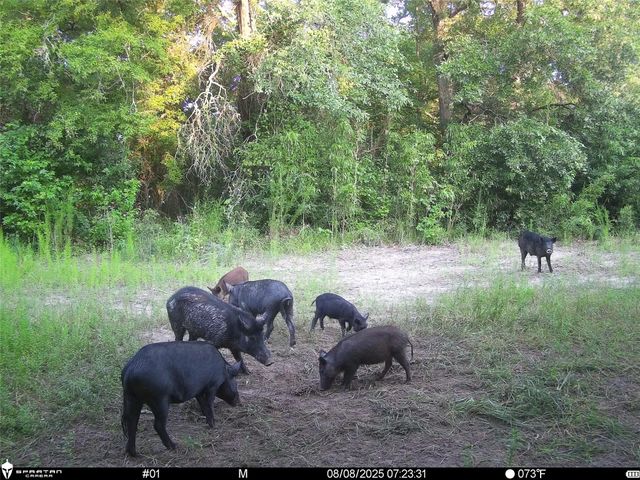 2792 Forest Hopson Road, Zavalla, TX 75980