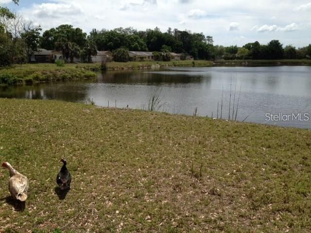 10202 BONNIE BAY COURT, Tampa, FL 33615