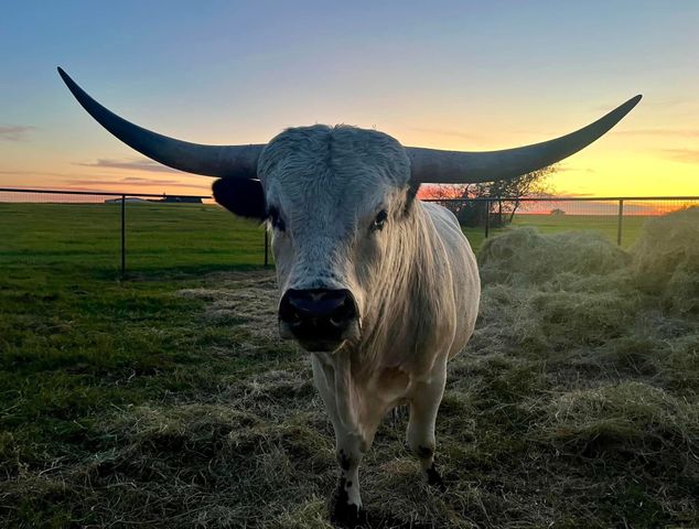 1024 Monarch Court, Poolville, TX 76487
