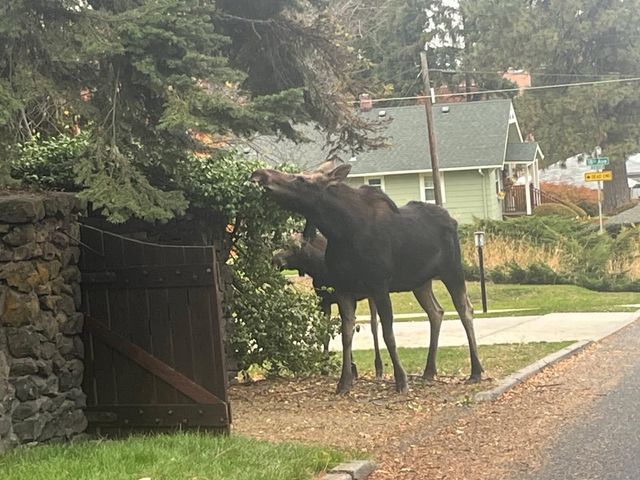 2827 E Mount Vernon Ct, Spokane, WA 99223