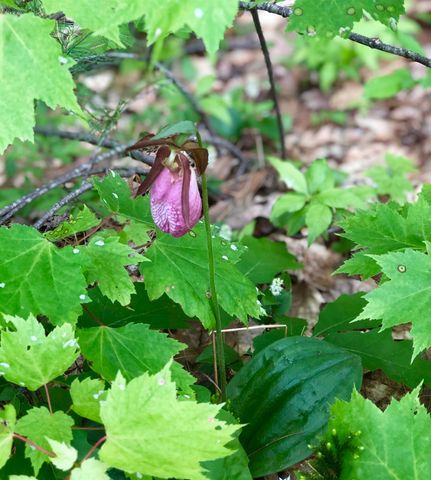 35 Pinnacle Ridge Road, Meredith, NH 03253