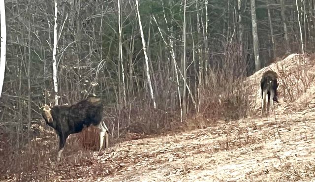 35 Pinnacle Ridge Road, Meredith, NH 03253