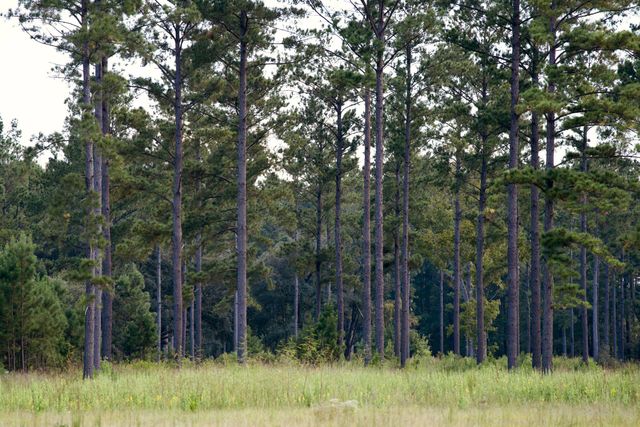 1451 River Road, Yemassee, SC 29945