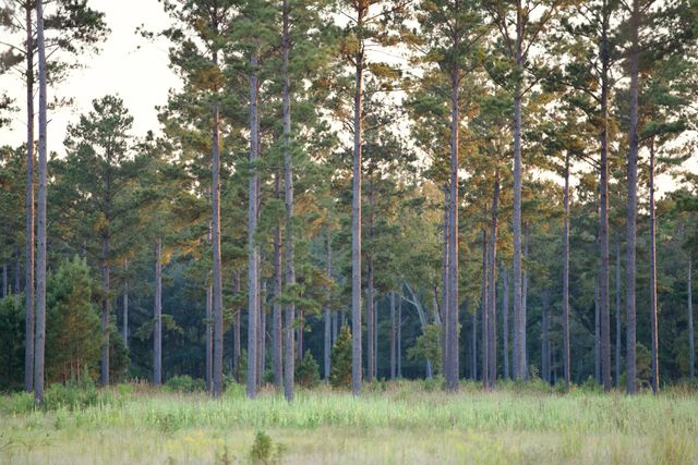 1451 River Road, Yemassee, SC 29945