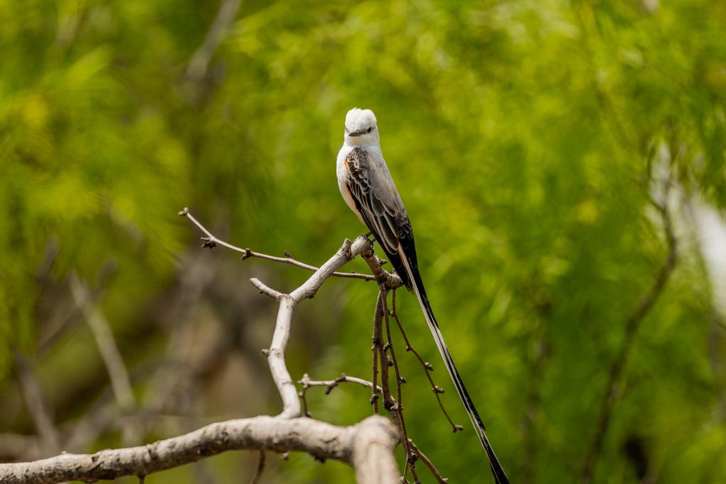 Image 44 of property listing at 817 County Road 130, Ballinger, TX 76821