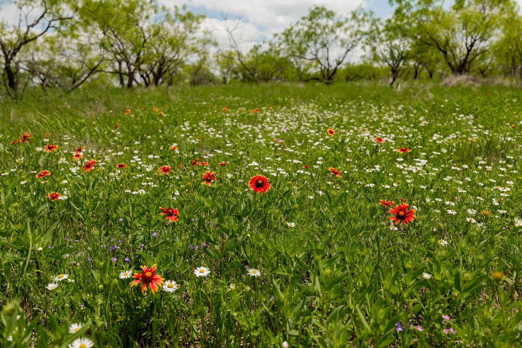 Image 46 of property listing at 817 County Road 130, Ballinger, TX 76821
