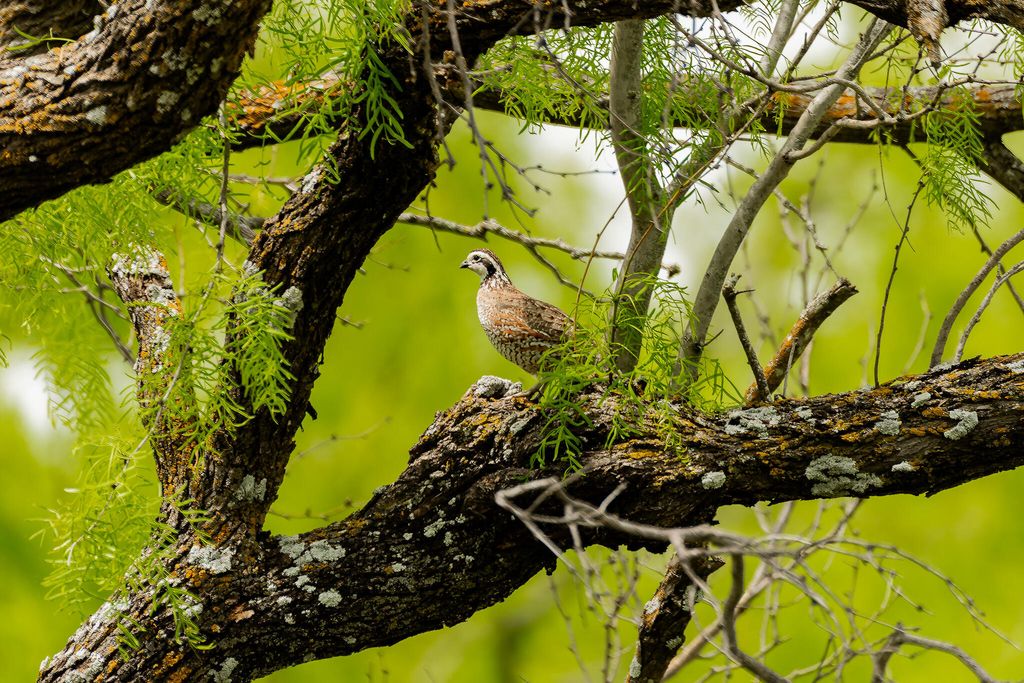 Image 57 of property listing at 817 County Road 130, Ballinger, TX 76821