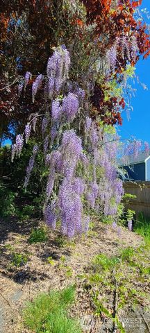 310 W Pine Street, Elma, WA 98541