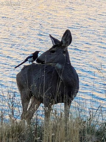 413 W Lake Drive, Divide, CO 80814