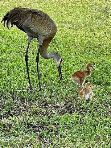 31726 CABANA RYE AVENUE, San Antonio, FL 33576