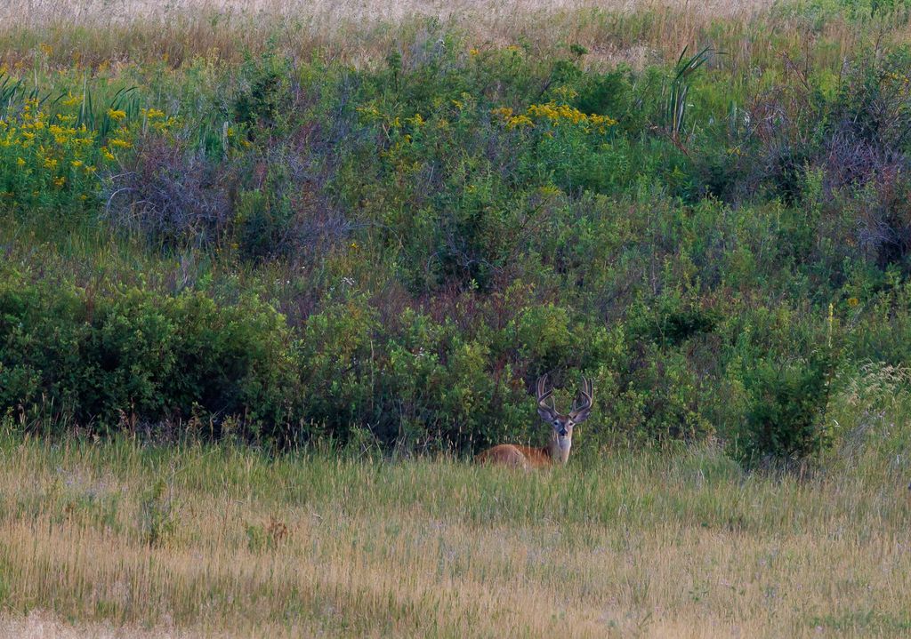 NHN Maclay Road, Lolo, MT 59847 photo 15