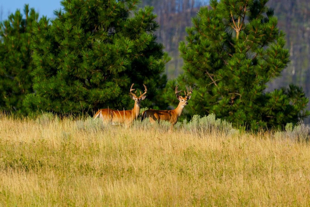 NHN Maclay Road, Lolo, MT 59847 photo 16