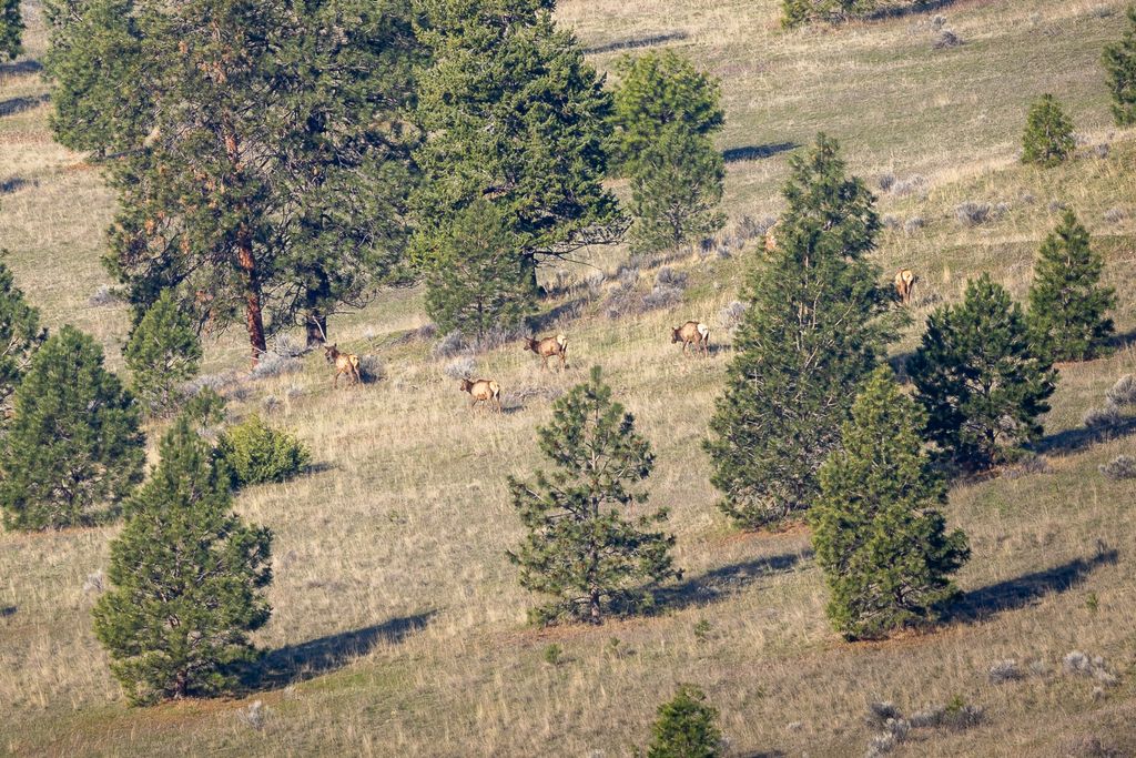 NHN Maclay Road, Lolo, MT 59847 photo 18