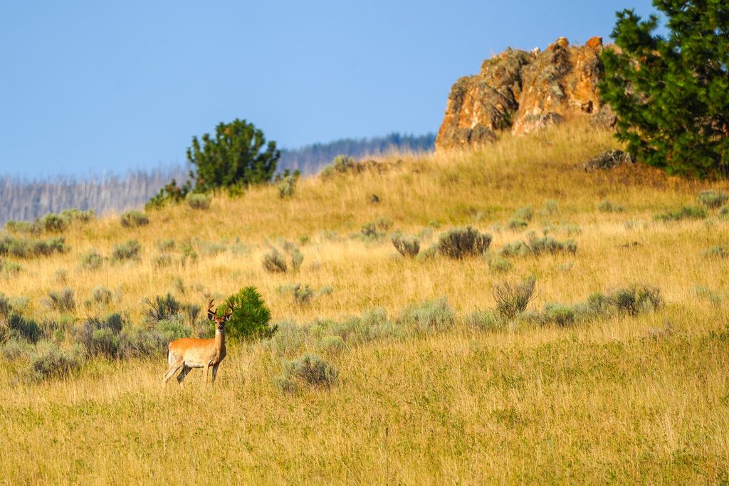 NHN Maclay Road, Lolo, MT 59847 photo 19
